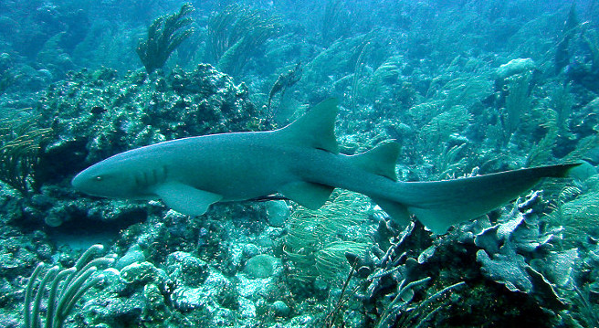 Nurse Shark