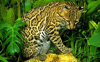 Ocelot